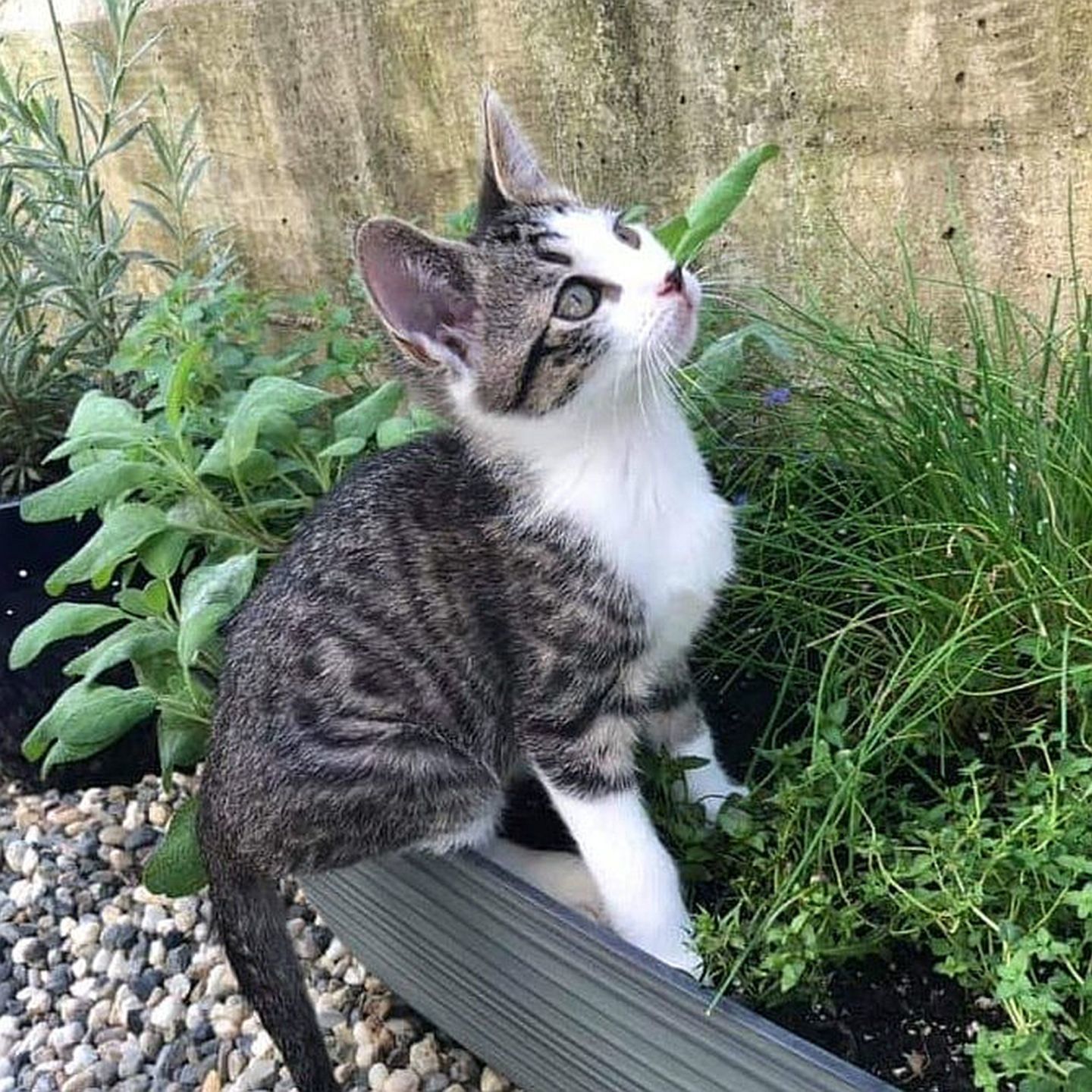 Adopt a Pet | Rumpelstiltskin